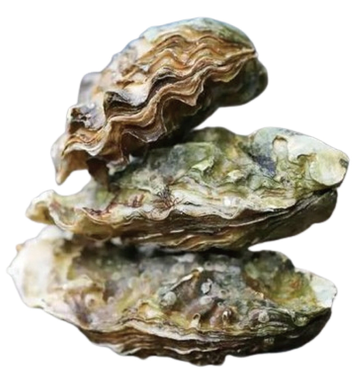 ESG,SDGS,環境永續,客製化環保文具,環保文具、再生塑膠文件夾、永續產品開發、綠色生活用品